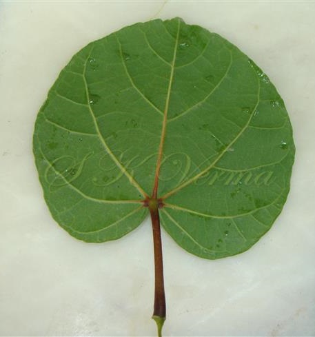  Leaf (Abaxial view)